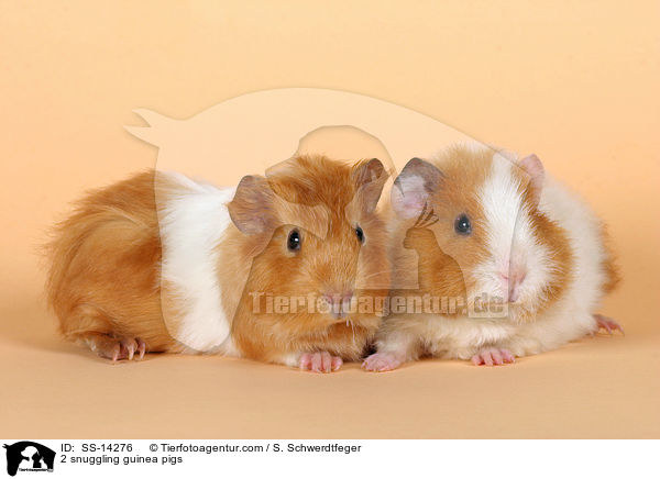 2 snuggling guinea pigs / SS-14276