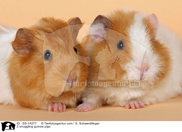 2 kuschelnde Meerschweine / 2 snuggling guinea pigs / SS-14277
