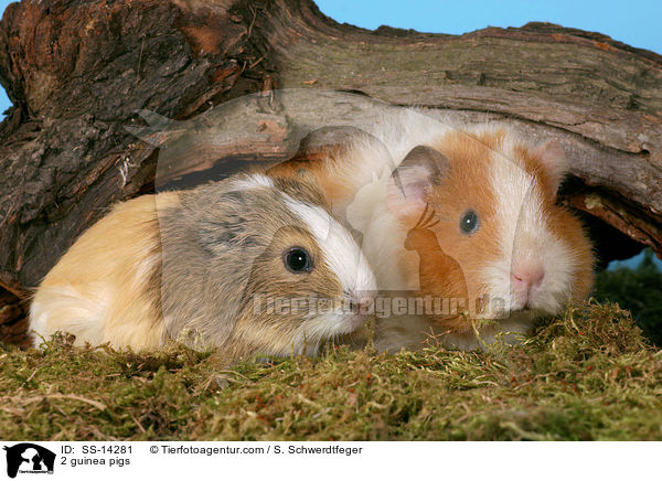2 guinea pigs / SS-14281