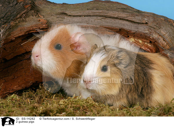 2 Meerschweinchen / 2 guinea pigs / SS-14282