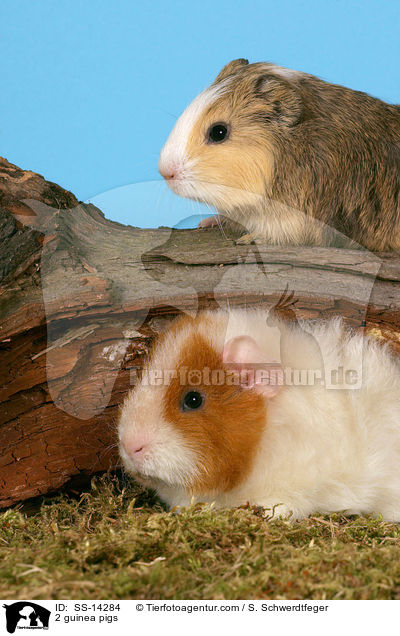 2 guinea pigs / SS-14284