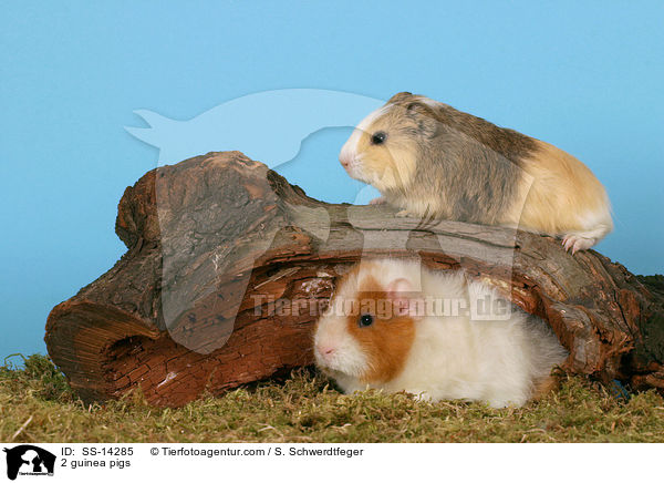 2 guinea pigs / SS-14285