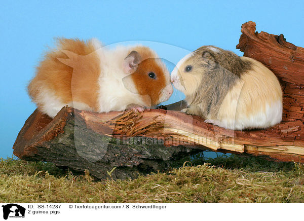 2 guinea pigs / SS-14287
