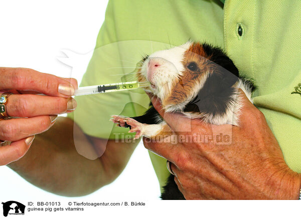 Meerschwein bekommt Vitaminpparat / guinea pig gets vitamins / BB-01013