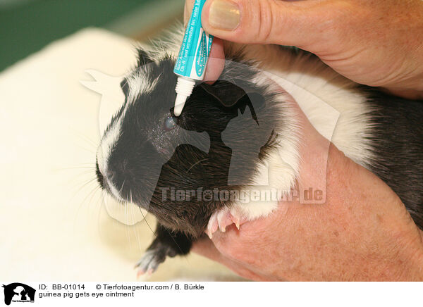 Meerschwein bekommt Augensalbe / guinea pig gets eye ointment / BB-01014