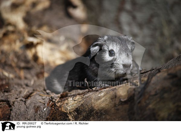 young guinea pig / RR-26627
