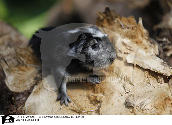 junges Meerschwein / young guinea pig / RR-26628