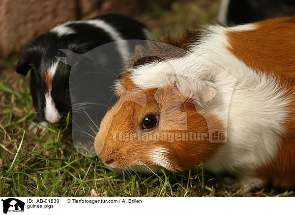 guinea pigs / AB-01830