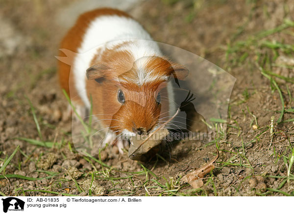 young guinea pig / AB-01835