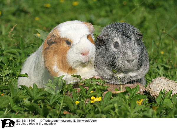 2 guinea pigs in the meadow / SS-18507