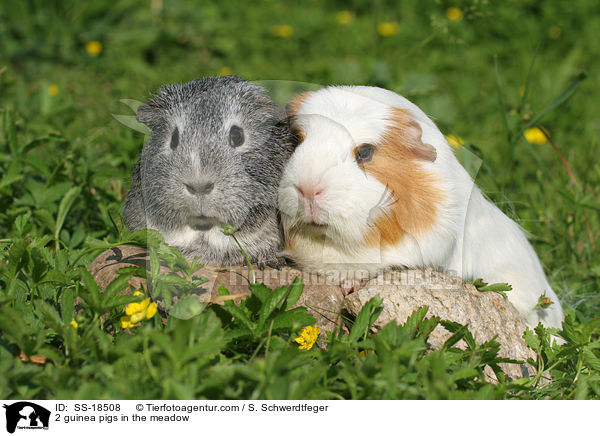 2 guinea pigs in the meadow / SS-18508