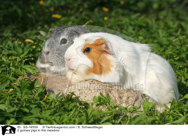 2 guinea pigs in the meadow / SS-18509