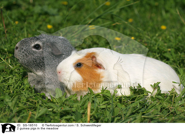 2 guinea pigs in the meadow / SS-18510