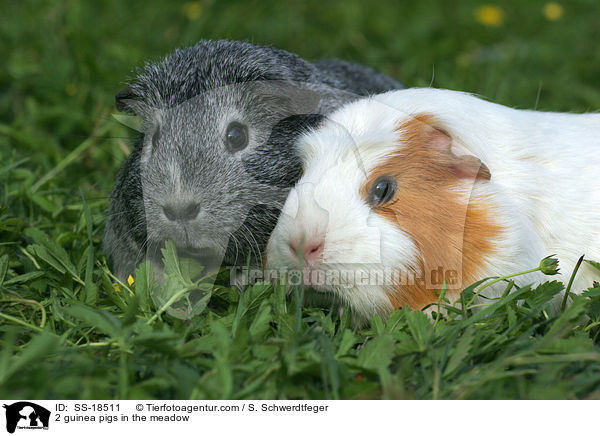 2 guinea pigs in the meadow / SS-18511