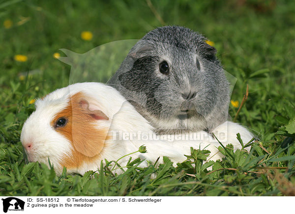 2 guinea pigs in the meadow / SS-18512