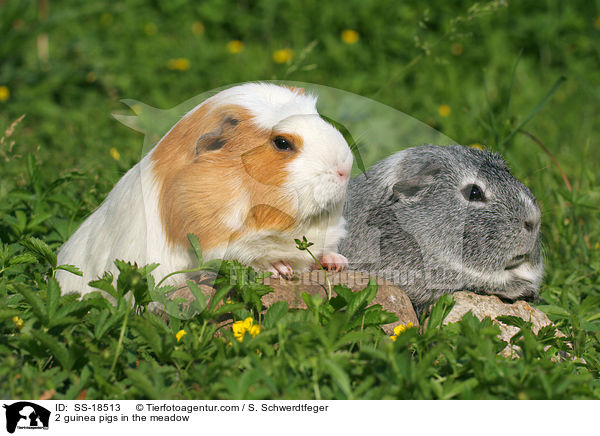 2 guinea pigs in the meadow / SS-18513