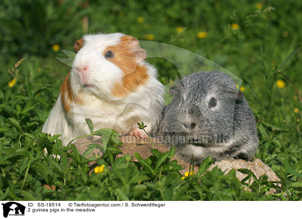 2 guinea pigs in the meadow / SS-18514
