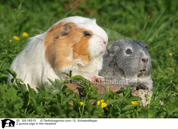 2 guinea pigs in the meadow / SS-18515