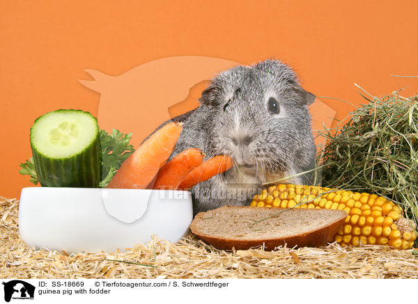 Meerschweinchen / guinea pig / SS-18669