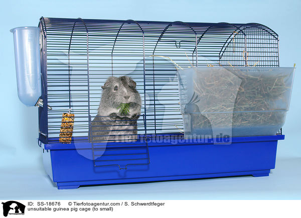 ungeeigneter Meerschweinchenkfig (zu klein) / unsuitable guinea pig cage (to small) / SS-18676