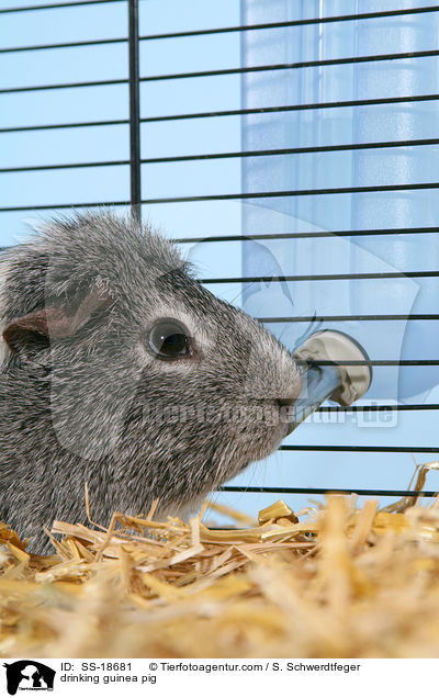 trinkendes Meerschweinchen / drinking guinea pig / SS-18681