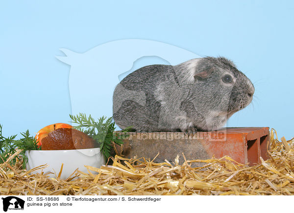 Meerschweinchen auf Krallenwetzstein / guinea pig / SS-18686