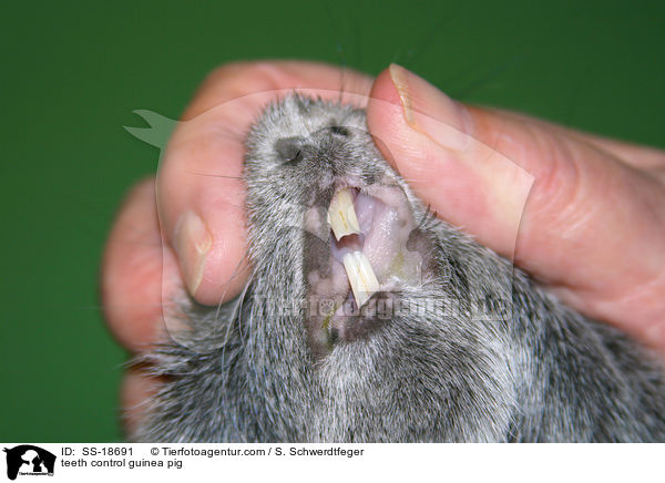 teeth control guinea pig / SS-18691