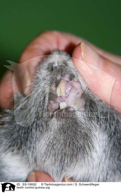 teeth control guinea pig / SS-18692
