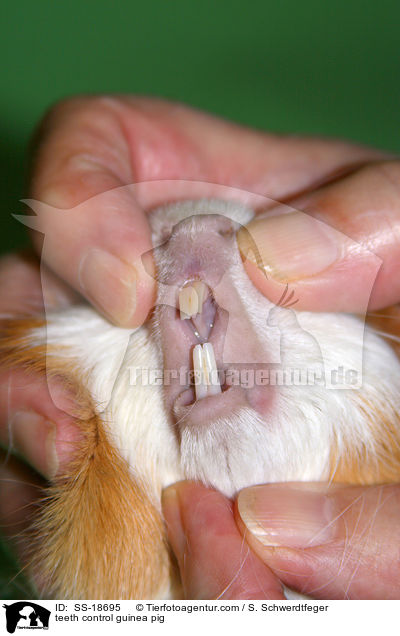 teeth control guinea pig / SS-18695