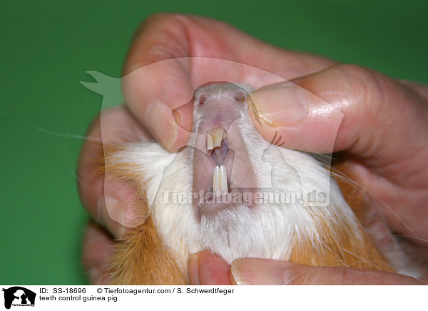 Zahnkontrolle beim Meerschweinchen / teeth control guinea pig / SS-18696