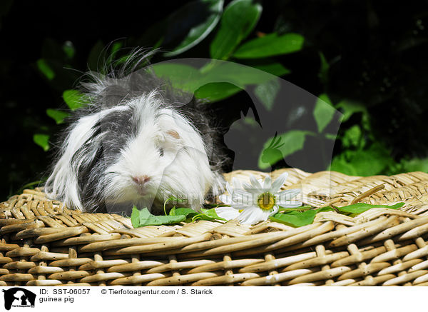 Meerschwein / guinea pig / SST-06057