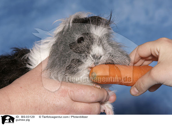 guinea pig / BS-03129