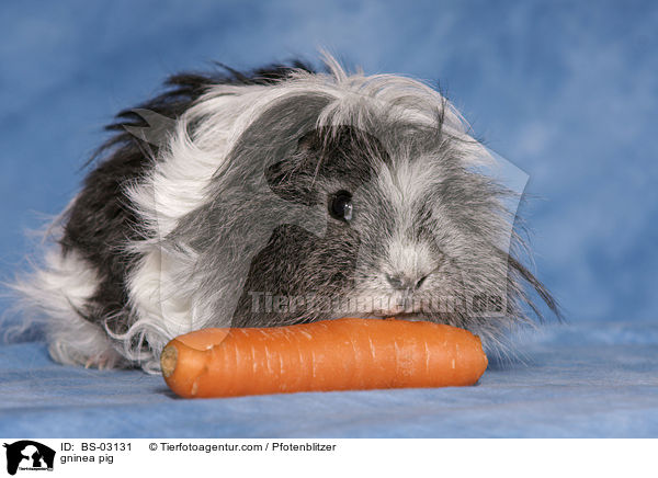 Langhaarmeerschwein / gninea pig / BS-03131