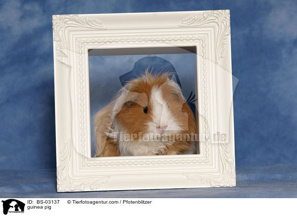 guinea pig / BS-03137