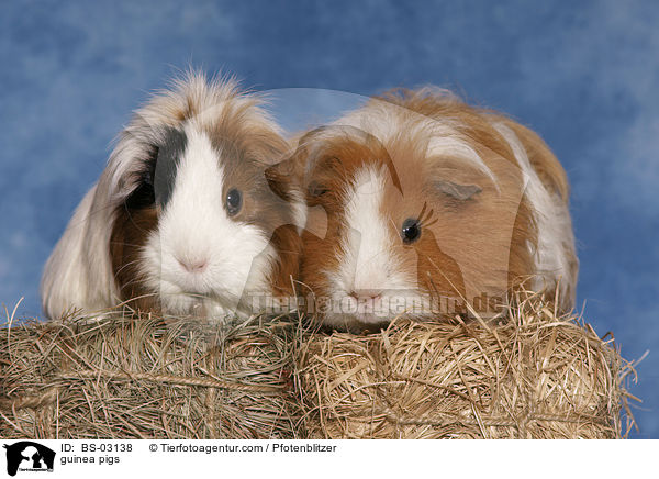 guinea pigs / BS-03138