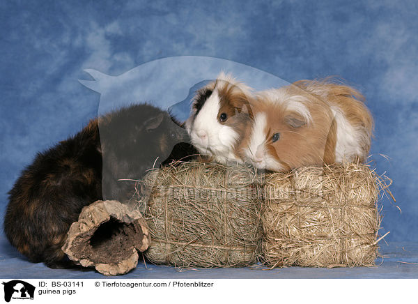 guinea pigs / BS-03141