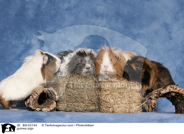 guinea pigs / BS-03144