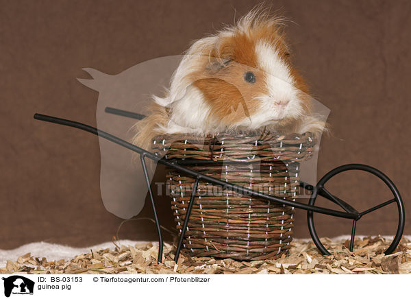 Langhaarmeerschwein / guinea pig / BS-03153
