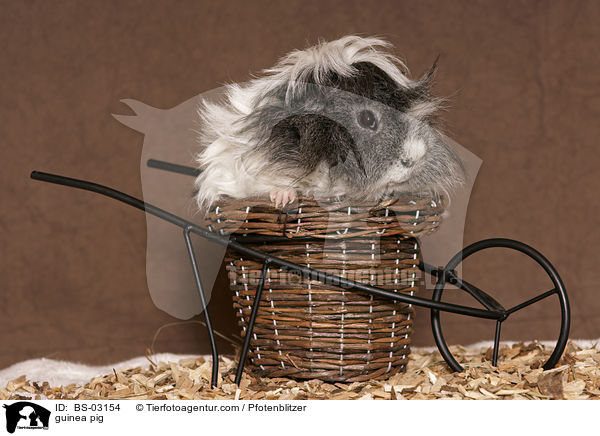 Langhaarmeerschwein / guinea pig / BS-03154