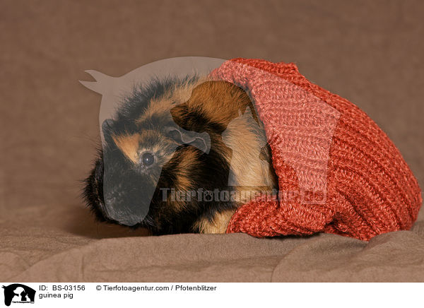 guinea pig / BS-03156