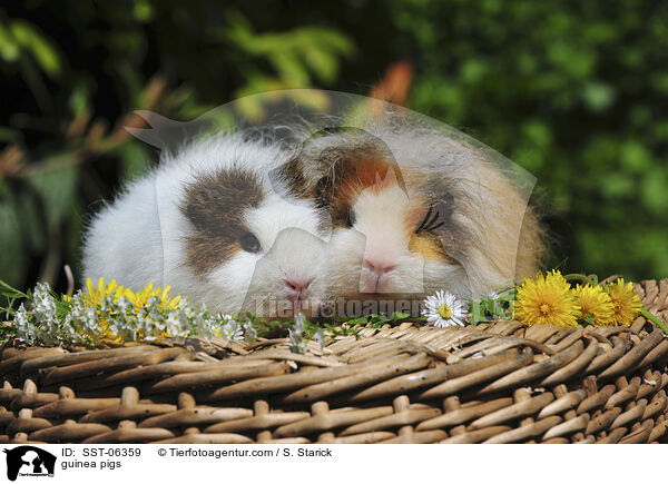 guinea pigs / SST-06359
