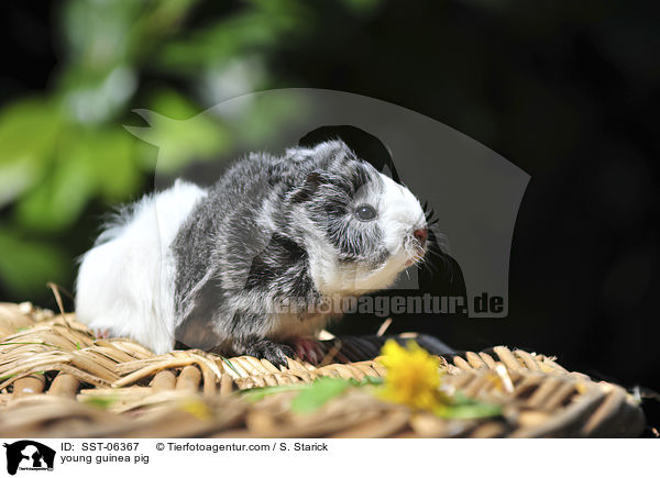 junges Meerschweinchen / young guinea pig / SST-06367