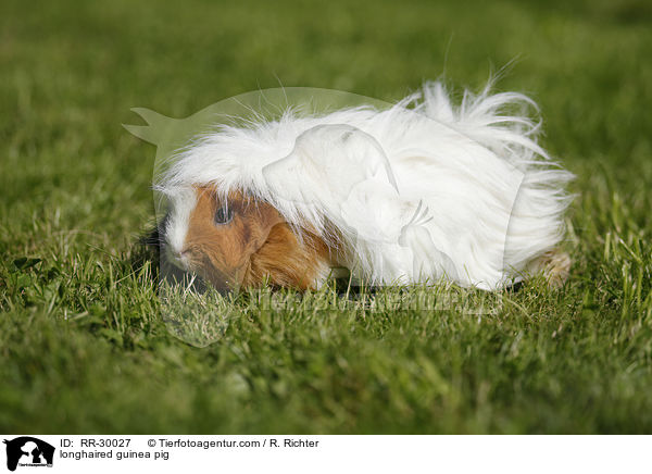 Langhaarmeerschweinchen / longhaired guinea pig / RR-30027