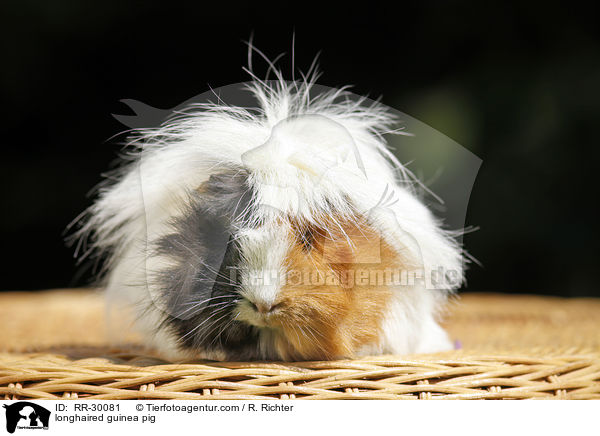 longhaired guinea pig / RR-30081