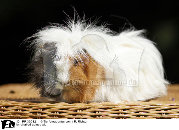 longhaired guinea pig / RR-30082
