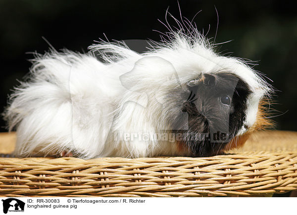 longhaired guinea pig / RR-30083