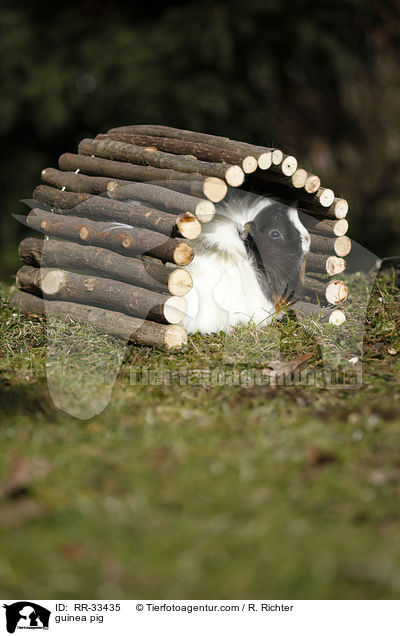 Meerschweinchen / guinea pig / RR-33435