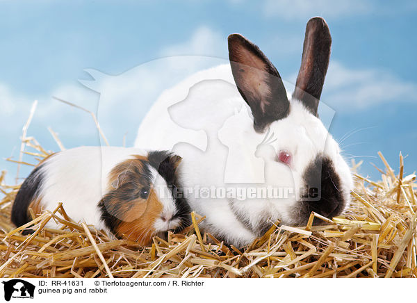 Meerschweinchen & Kaninchen / guinea pig and rabbit / RR-41631