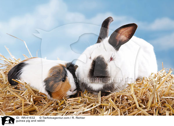 guinea pig and rabbit / RR-41632