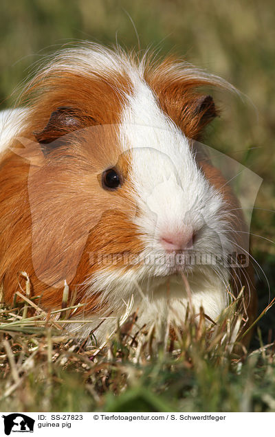 guinea pig / SS-27823
